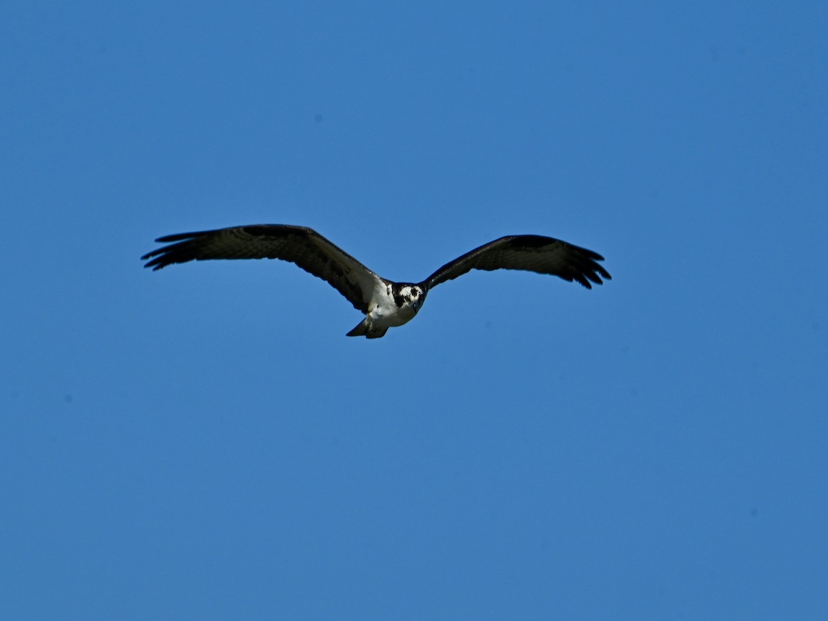 Osprey - ML635169249