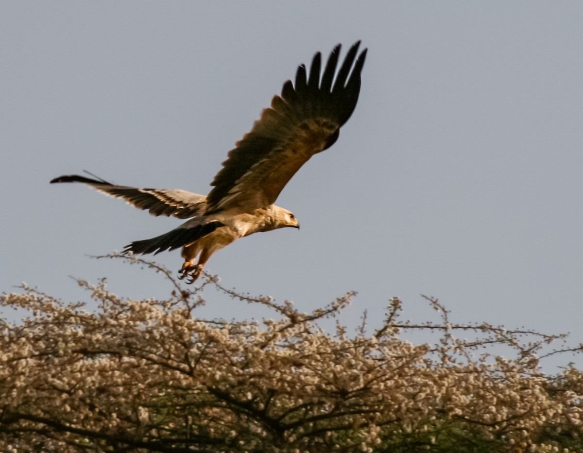 Tawny Eagle - ML635169254