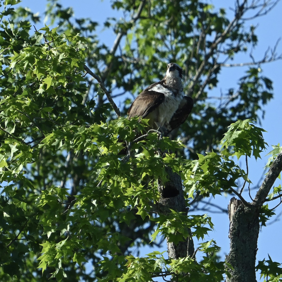 Osprey - ML635169263