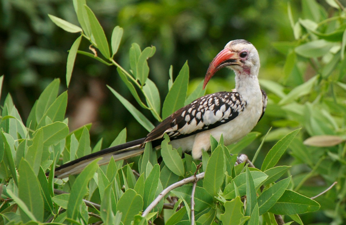 Northern Red-billed Hornbill - ML635169268