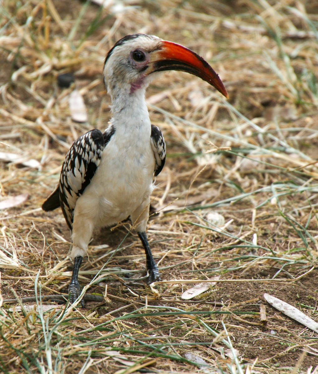 Northern Red-billed Hornbill - ML635169269