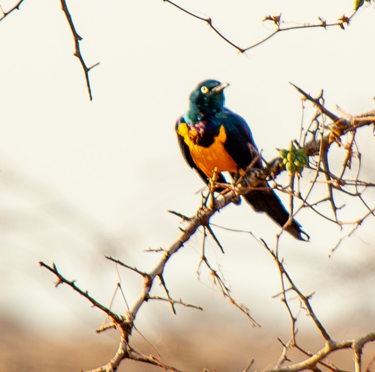 Golden-breasted Starling - ML635169286