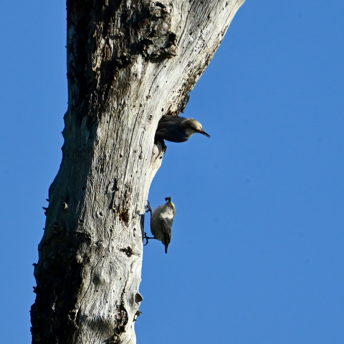 Brown-headed Nuthatch - ML635169291