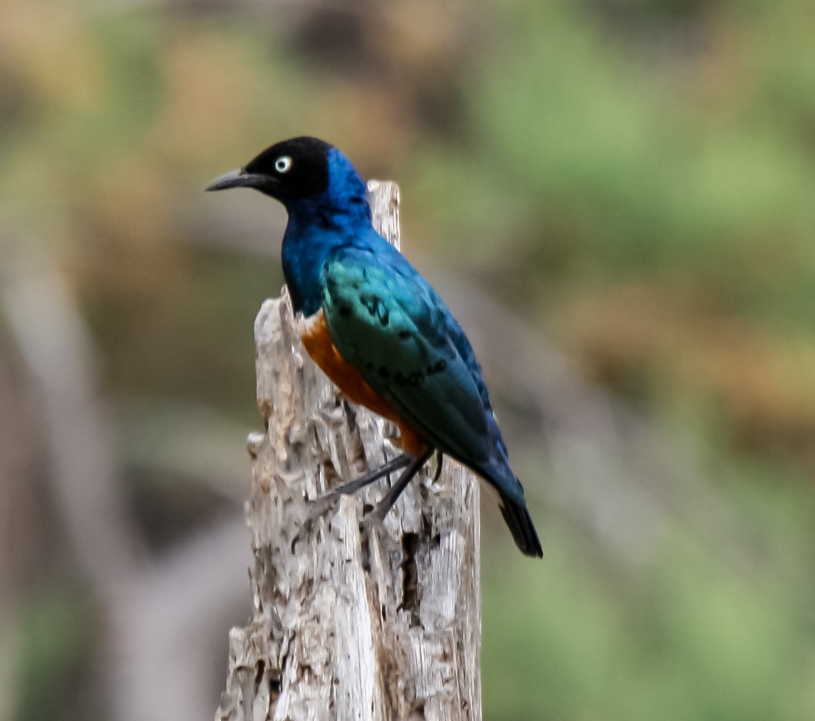 栗頭麗椋鳥 - ML635169299