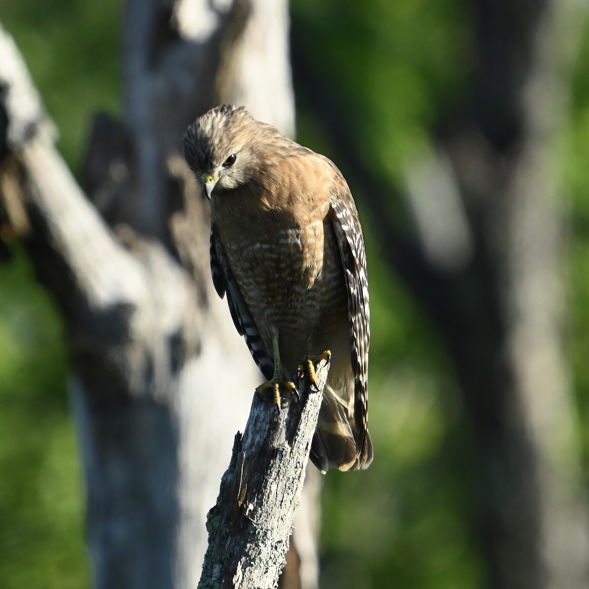 Red-shouldered Hawk - ML635169319