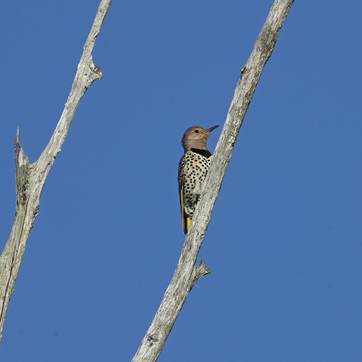 Northern Flicker - ML635169335