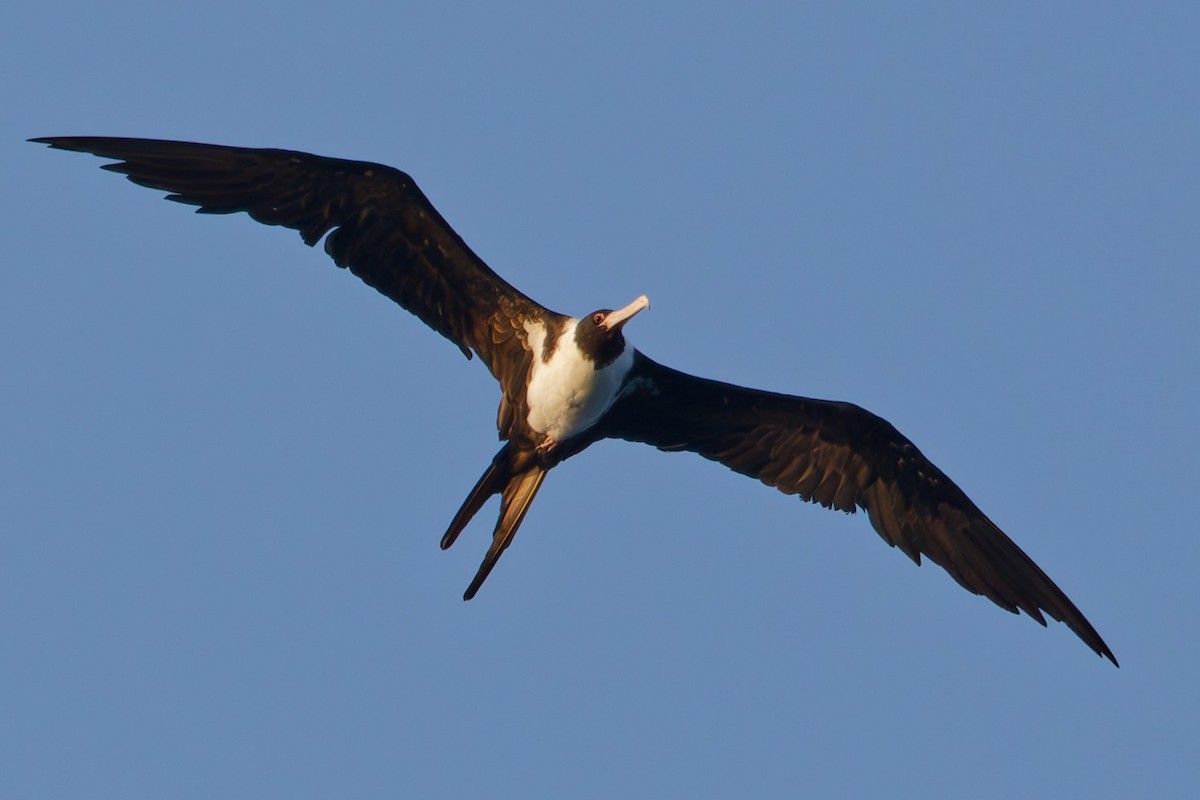 Christmas Island Frigatebird - ML635169361