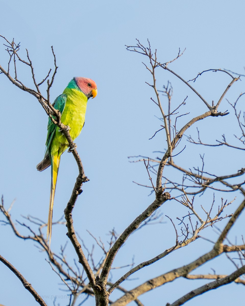Plum-headed Parakeet - ML635169379