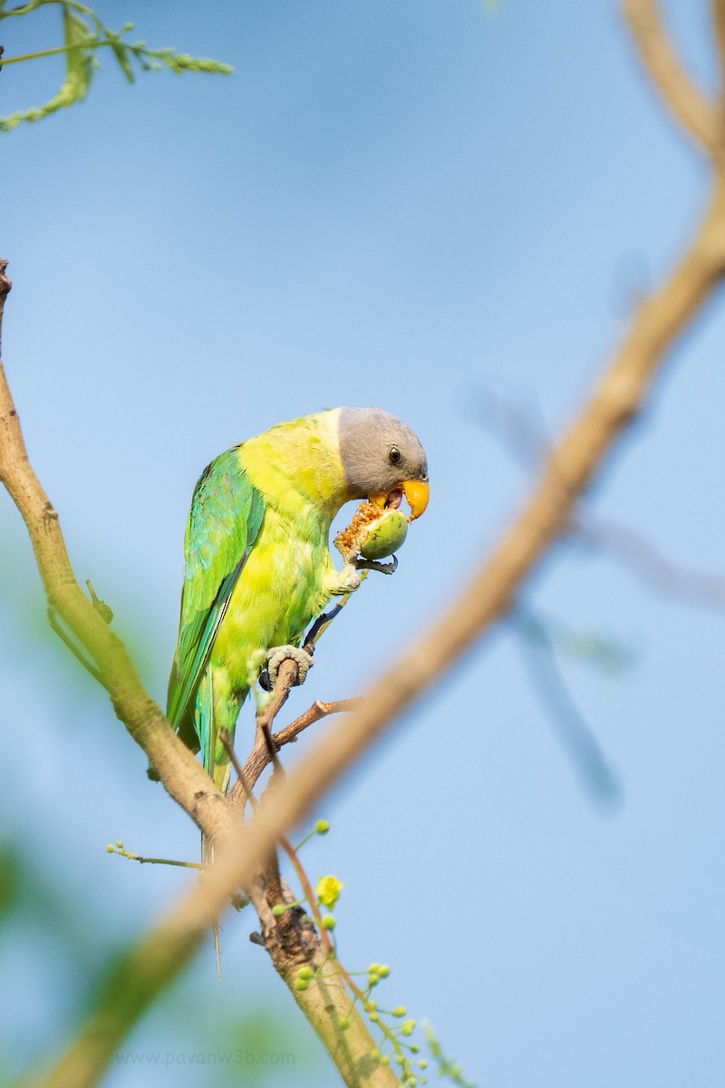 Plum-headed Parakeet - ML635169382