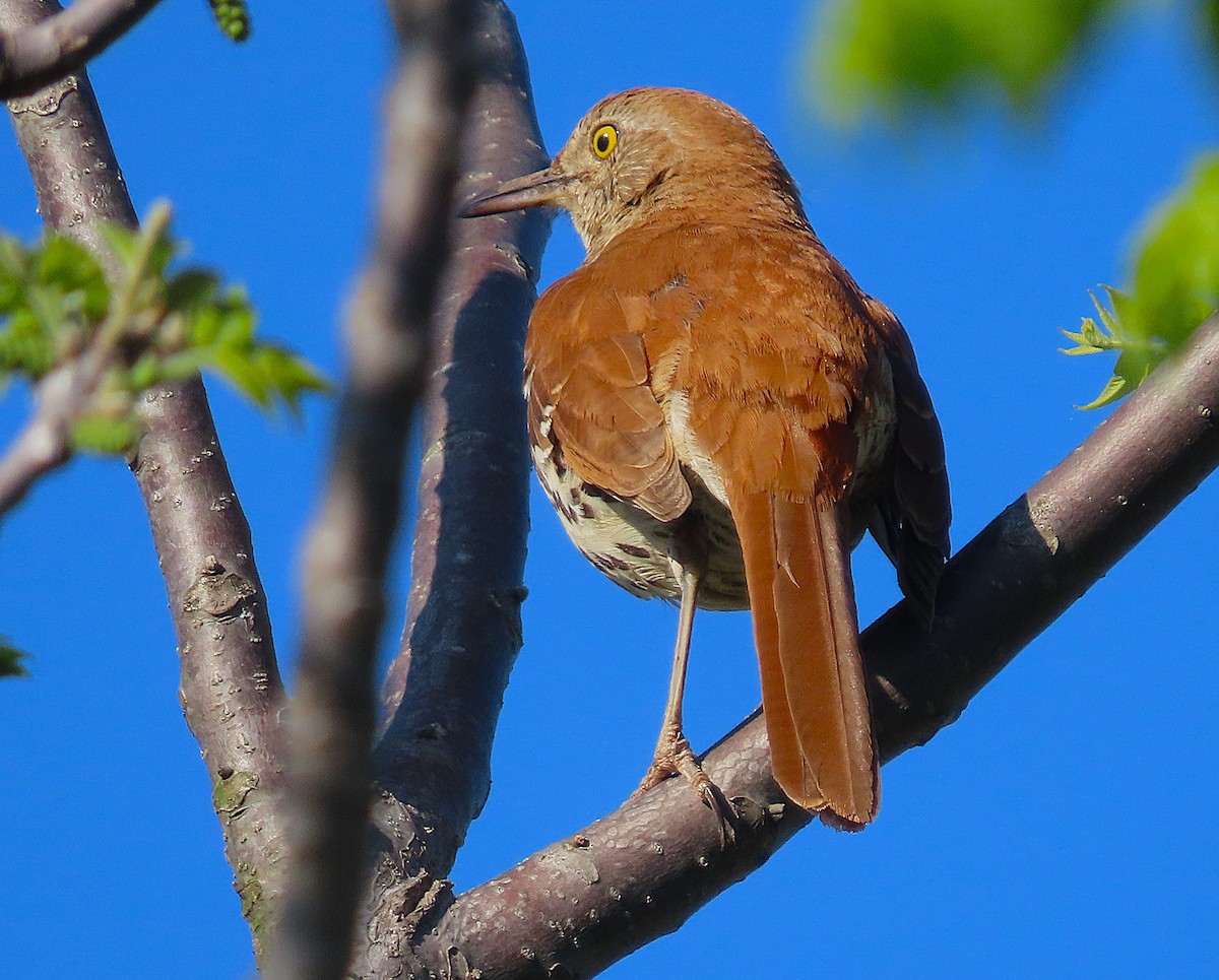 Brown Thrasher - ML635169388