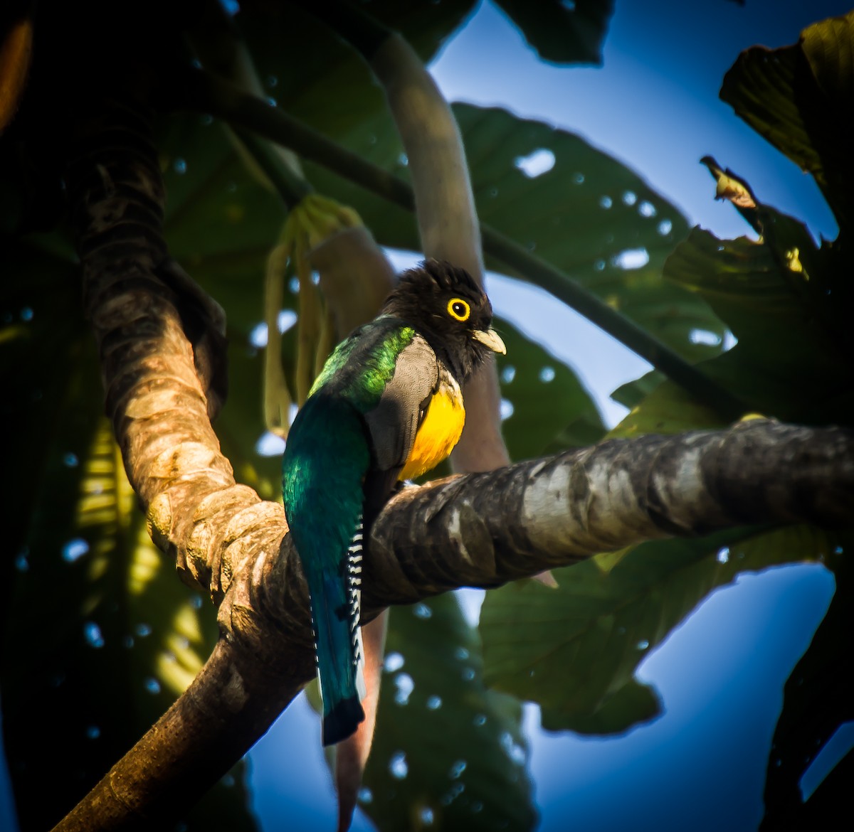 Gartered Trogon - ML635169392