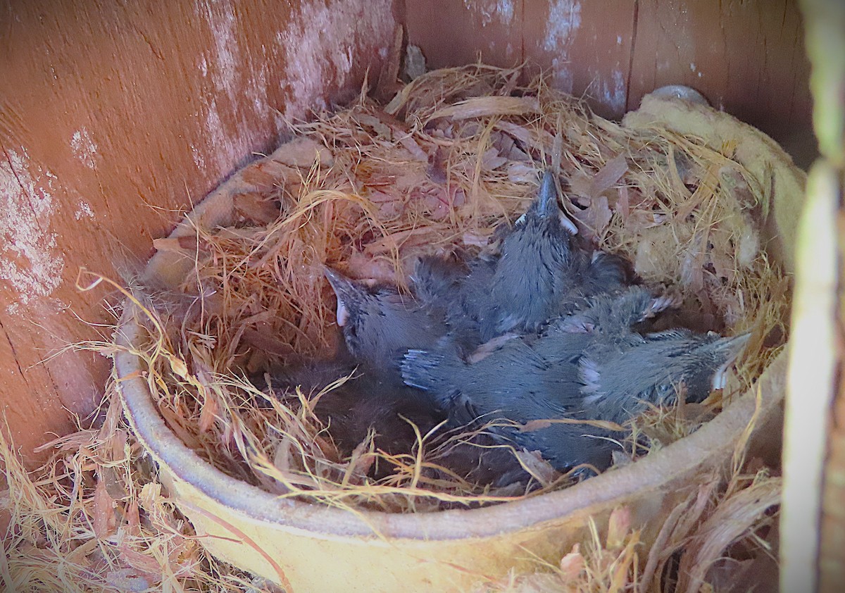 Brown-headed Nuthatch - ML635169411