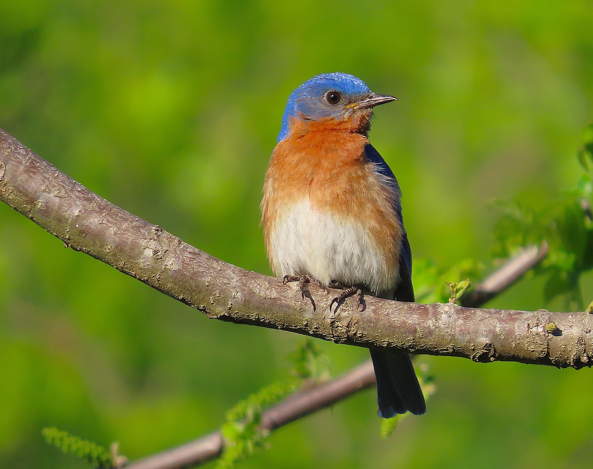 Eastern Bluebird - ML635169476