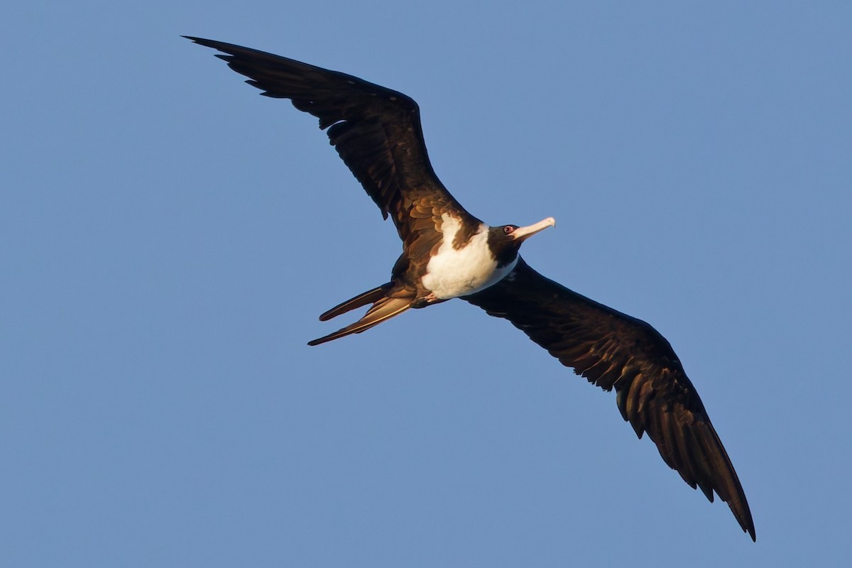Christmas Island Frigatebird - ML635169507