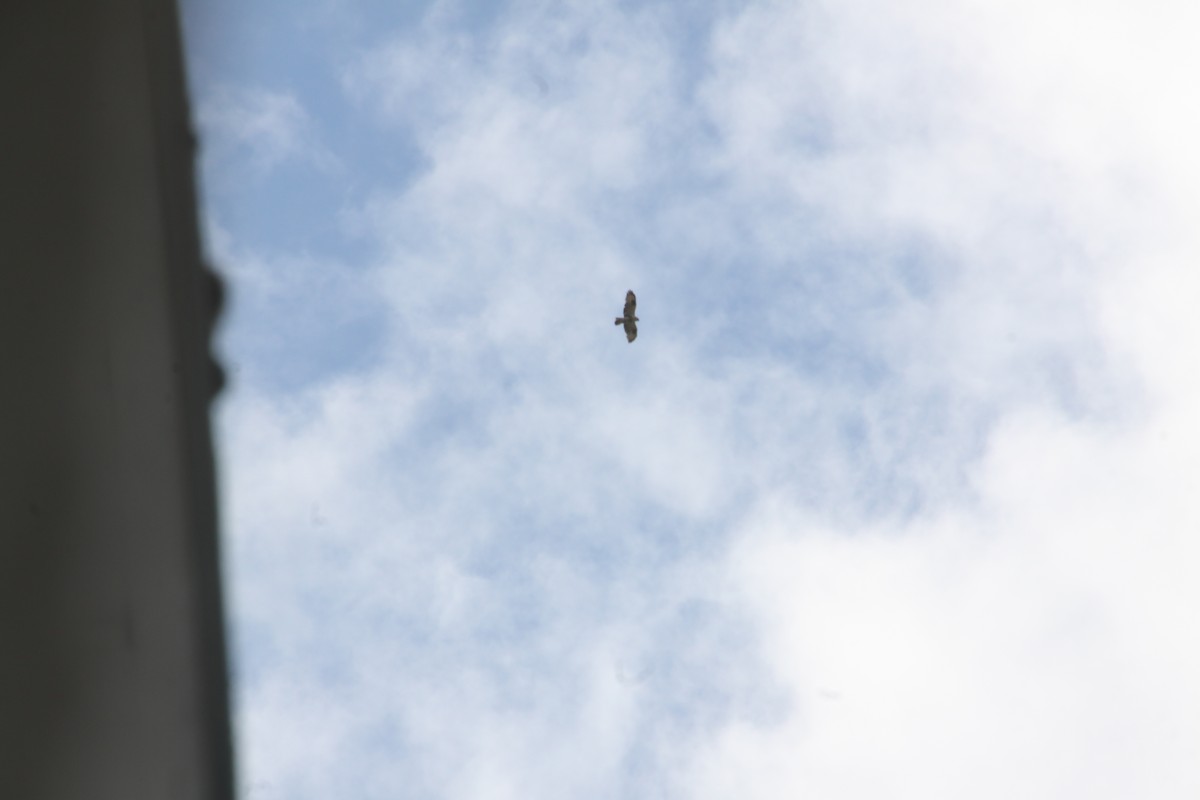 Buteo sp. - ML635169850