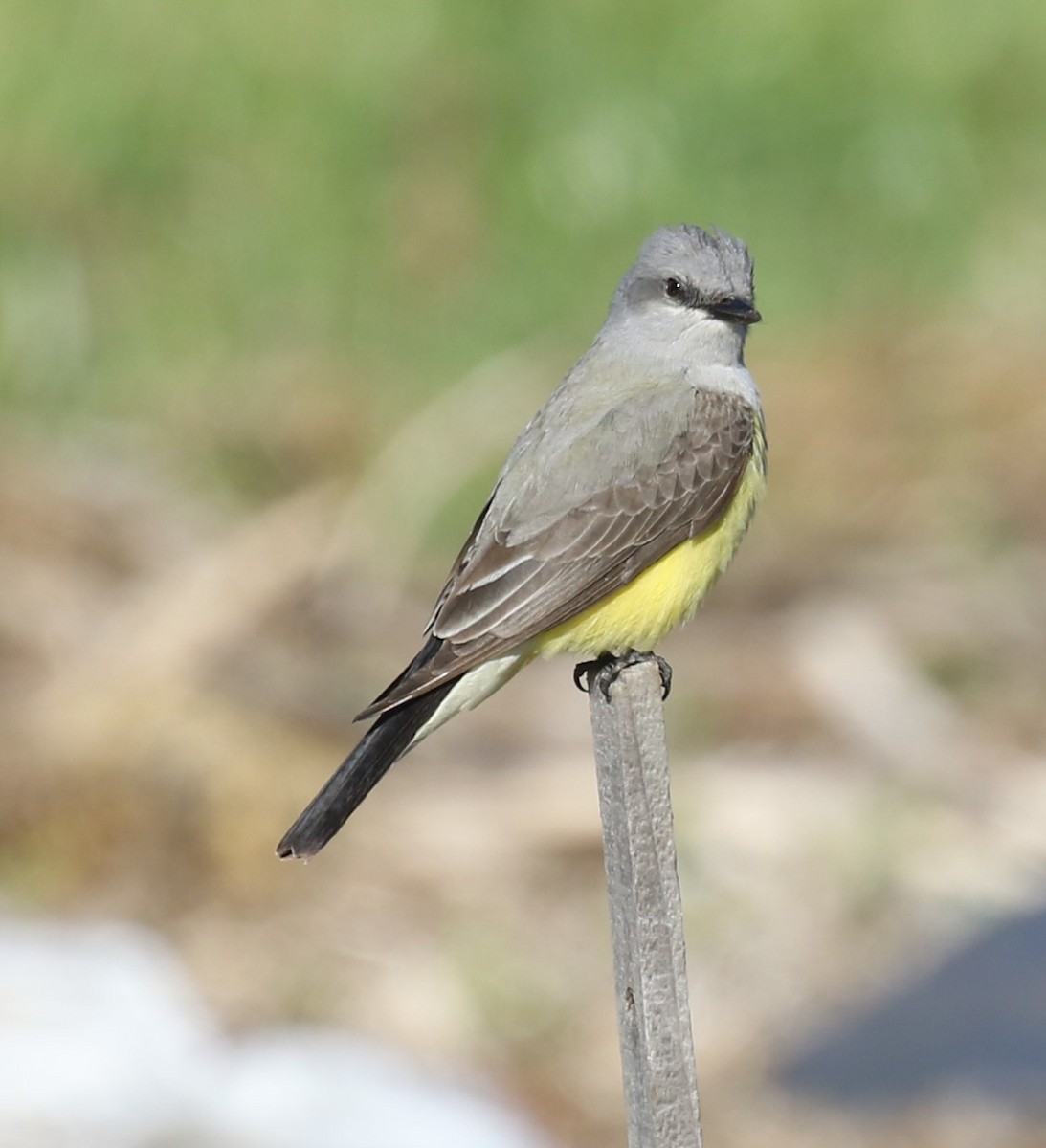 vestkongetyrann - ML635169907