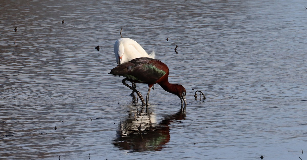 Glossy Ibis - ML635169929