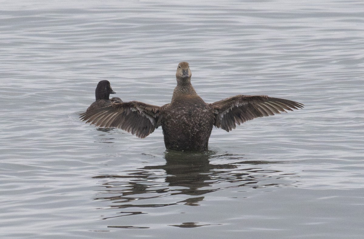 King Eider - ML635169930