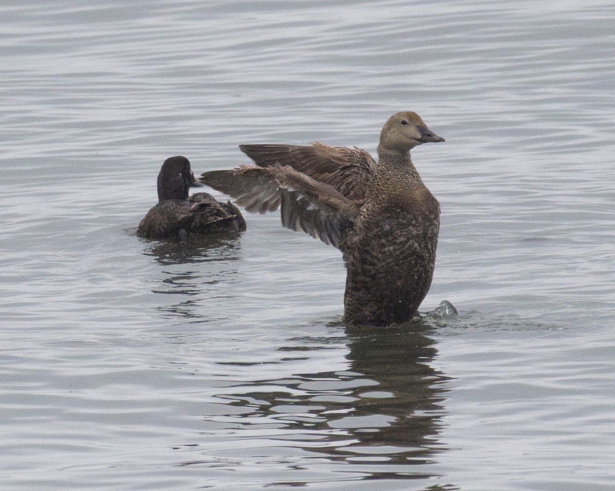 King Eider - ML635169931