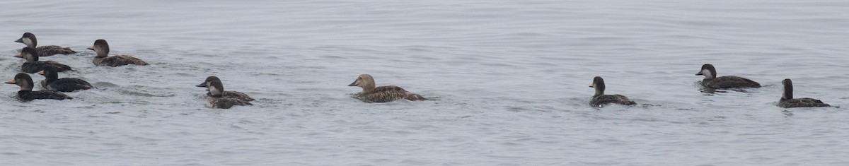 King Eider - ML635169932