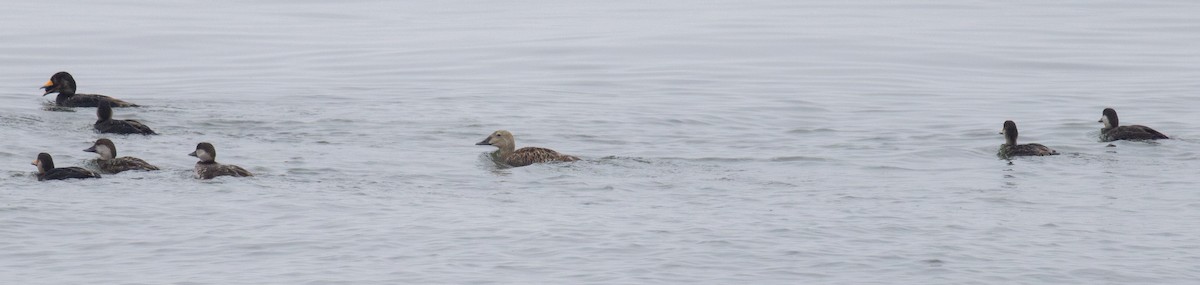 King Eider - ML635169933