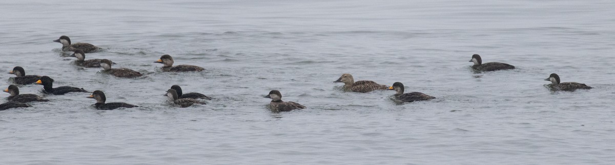 King Eider - ML635169935
