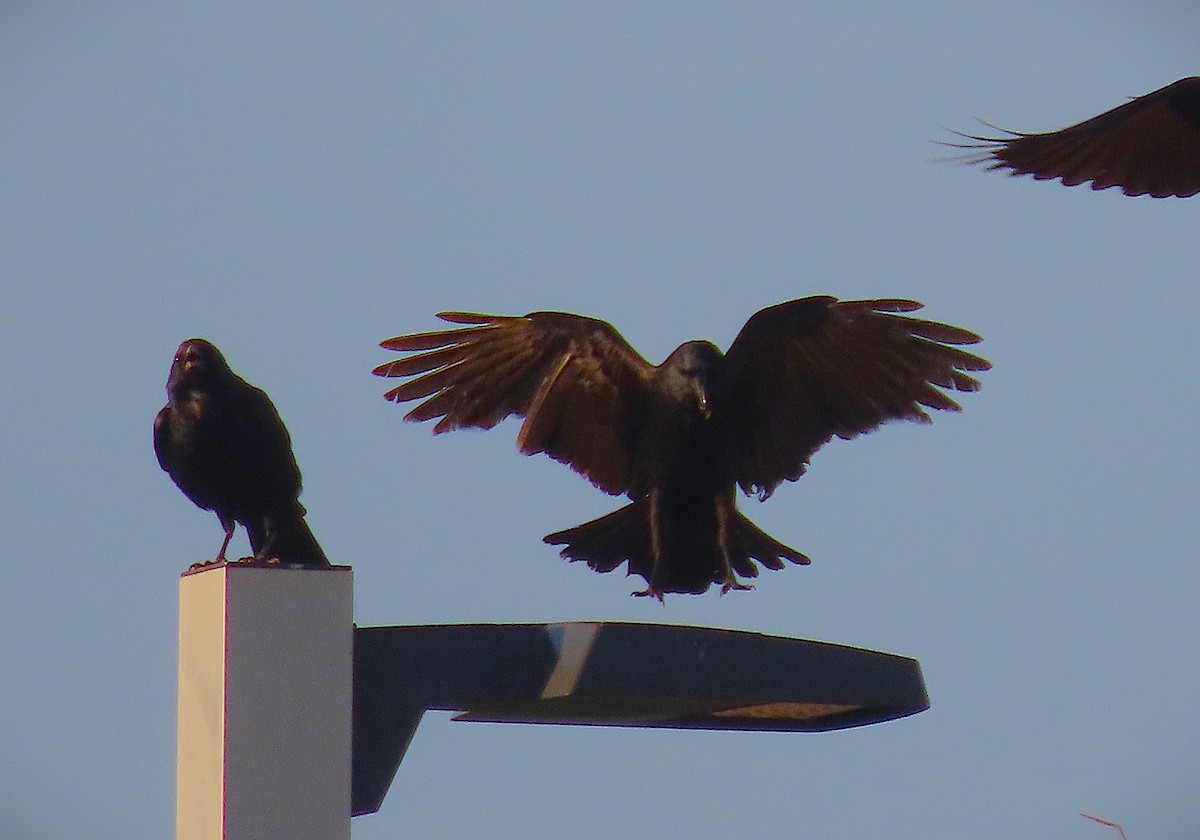 Fish Crow - ML635169953