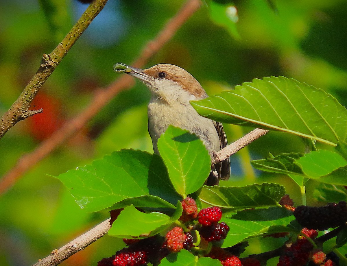 Brown-headed Nuthatch - ML635169973