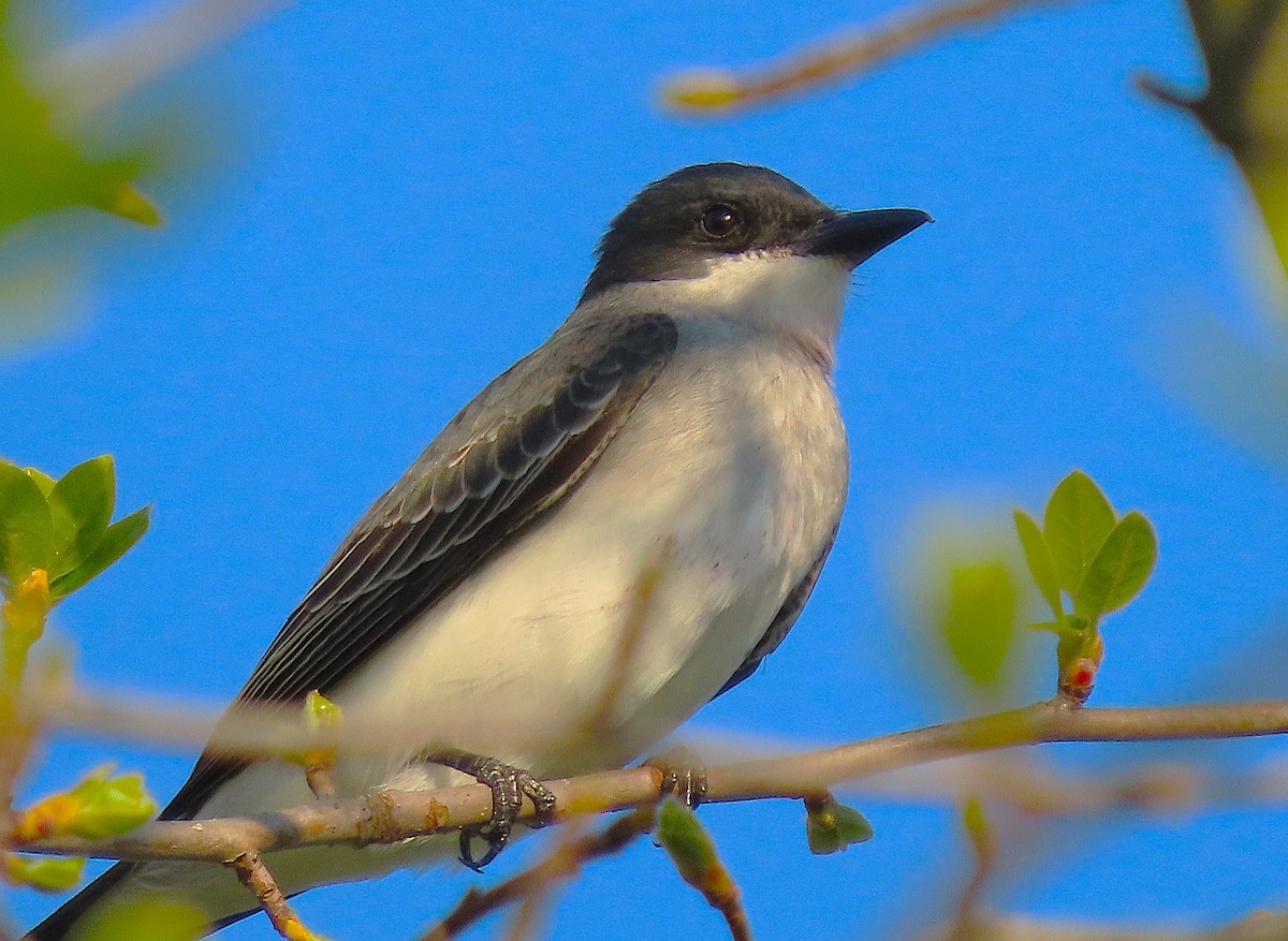 Eastern Kingbird - ML635170016
