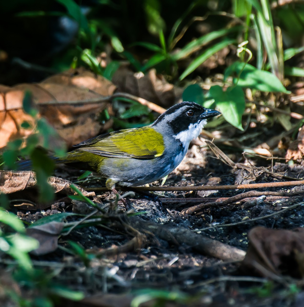Costa Rican Brushfinch - ML635170041