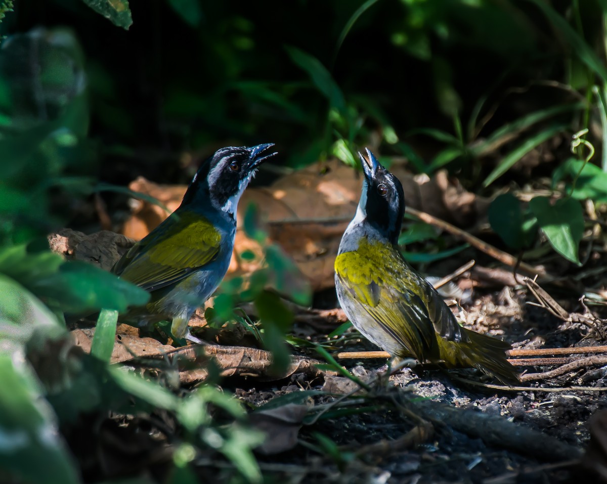 Costa Rican Brushfinch - ML635170042