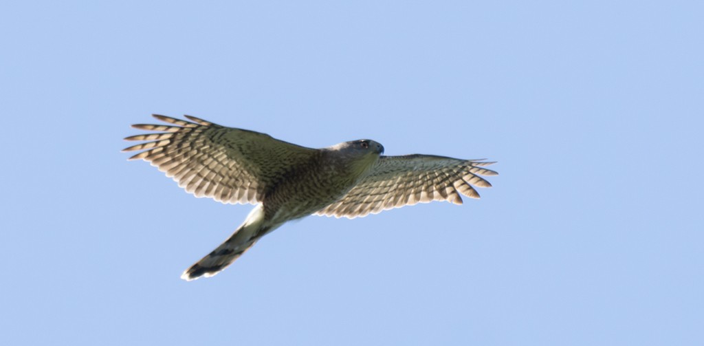 Cooper's Hawk - ML635170046