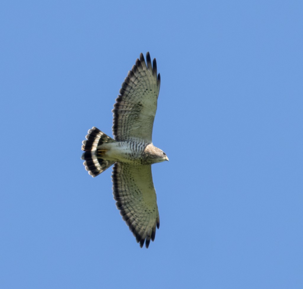 Broad-winged Hawk - ML635170059