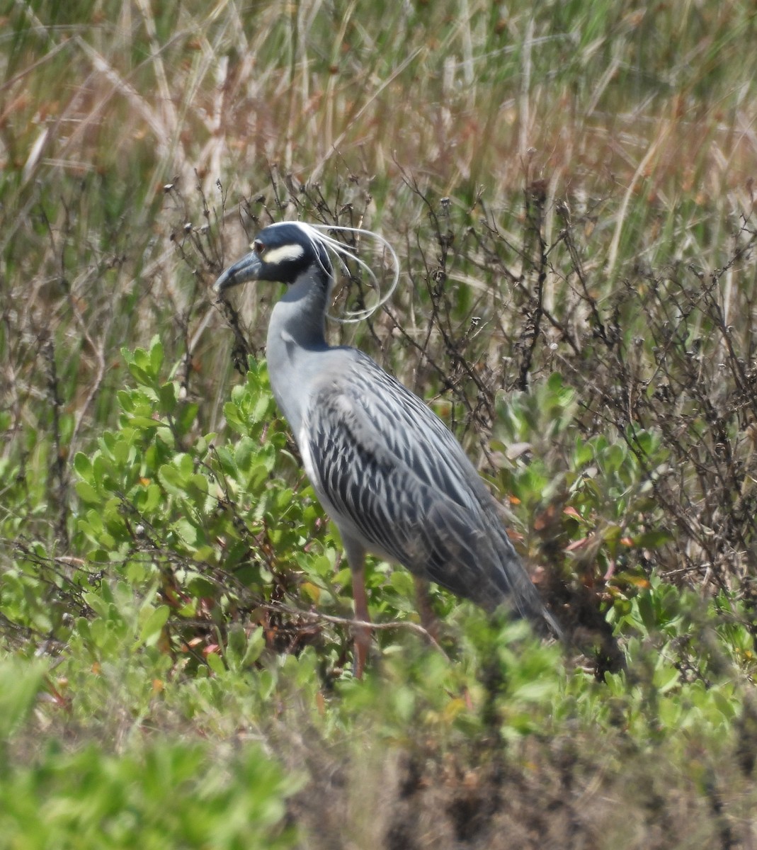 Yellow-crowned Night Heron - ML635170164
