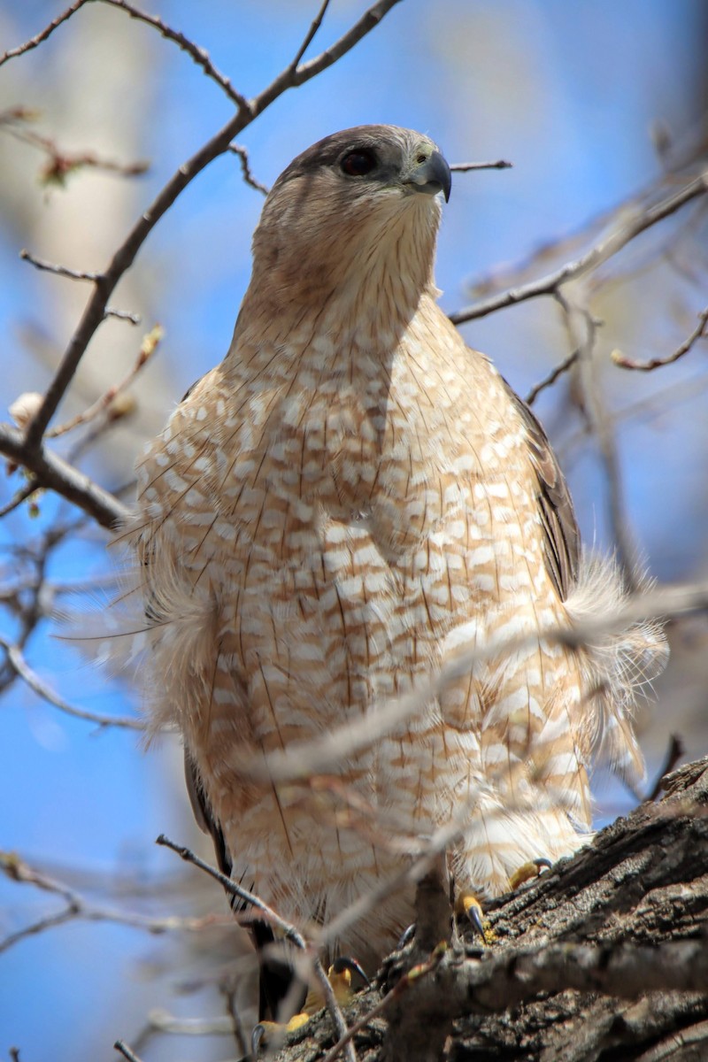 Cooper's Hawk - ML635170191