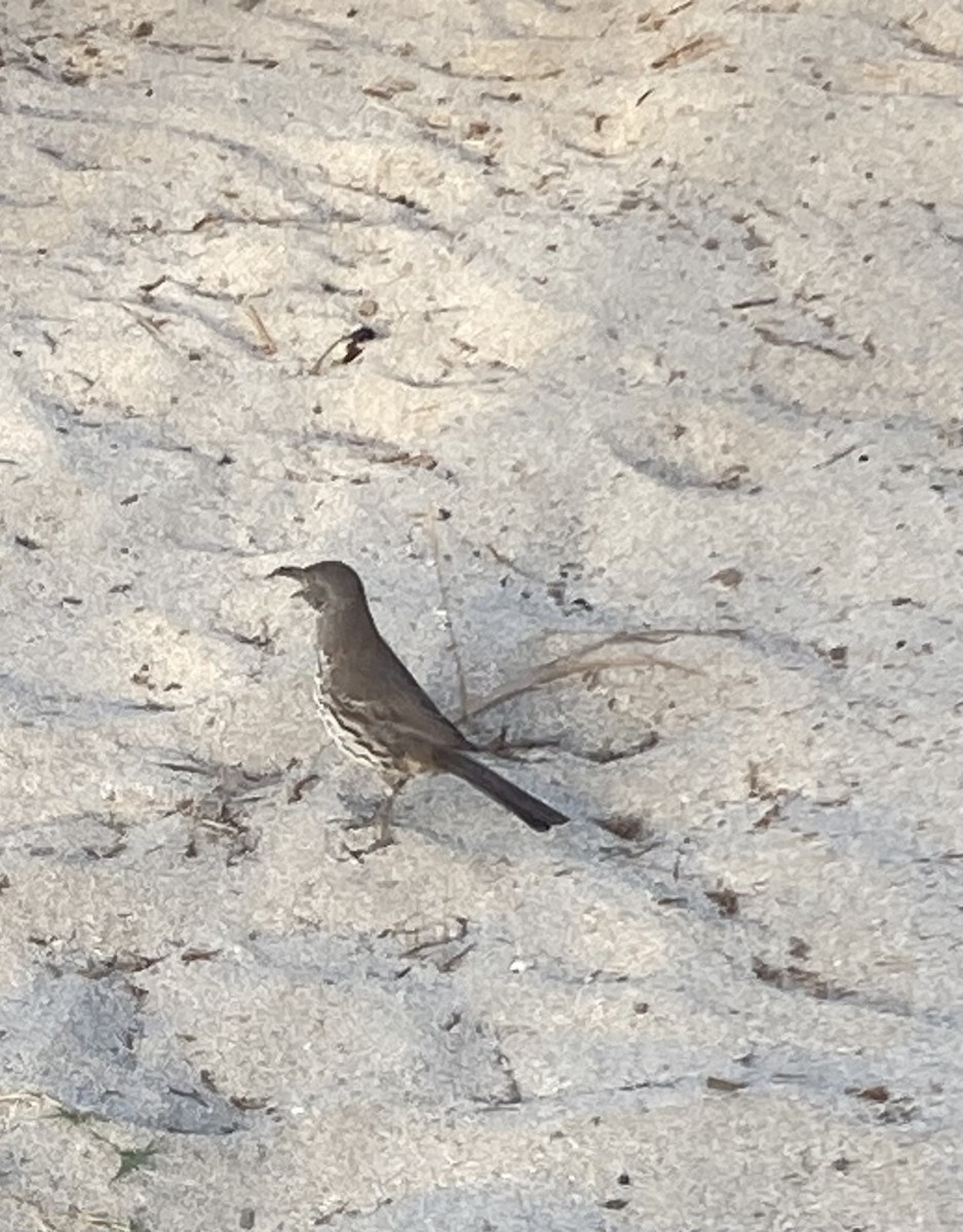 Gray Thrasher - ML635170216