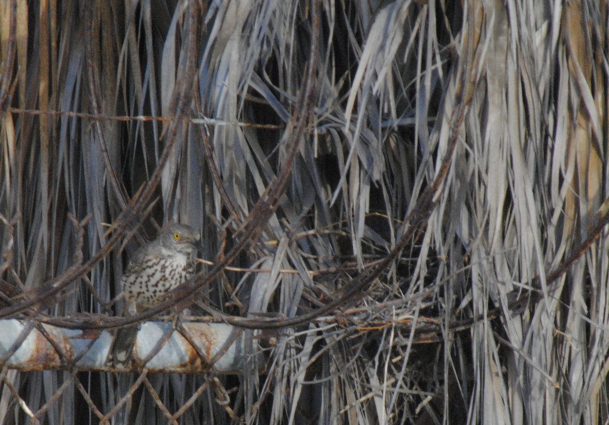 Gray Thrasher - ML635170217