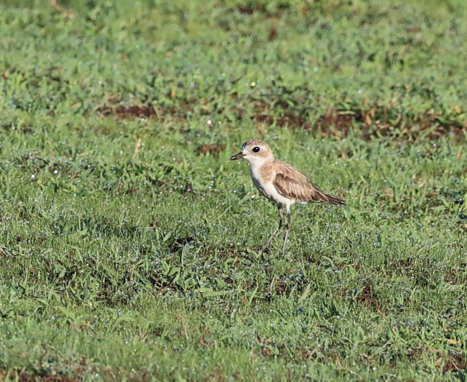Tibetan Sand-Plover - ML635170338