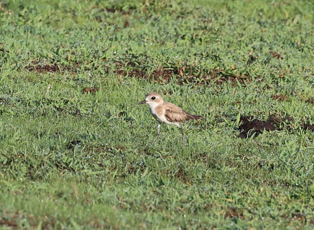 Tibetan Sand-Plover - ML635170339
