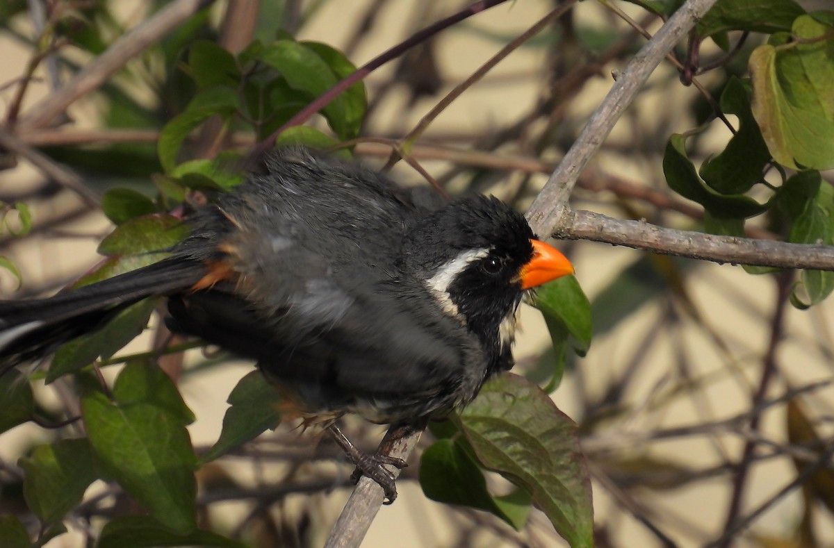 Golden-billed Saltator - ML635170350