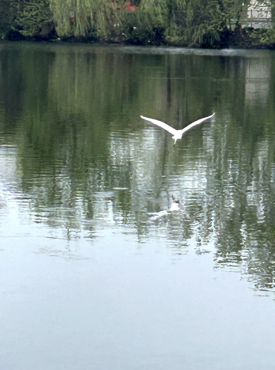 大白鷺 - ML635170359