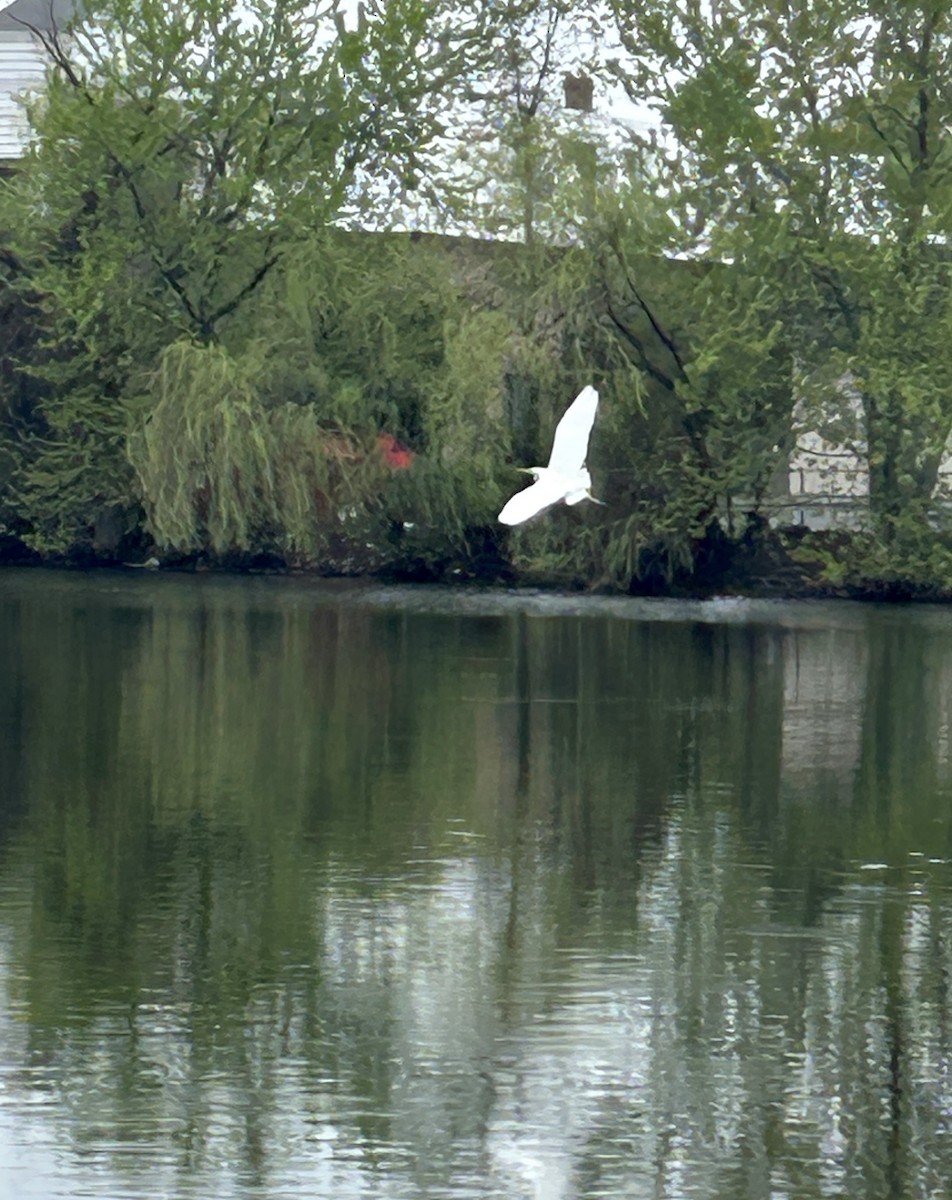 大白鷺 - ML635170360