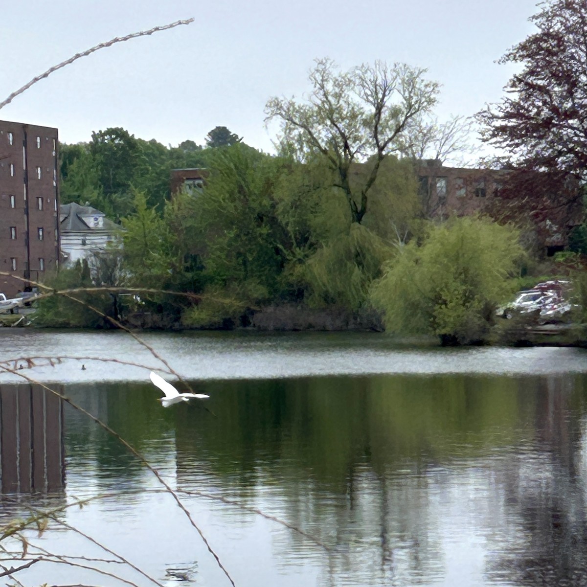 大白鷺 - ML635170361