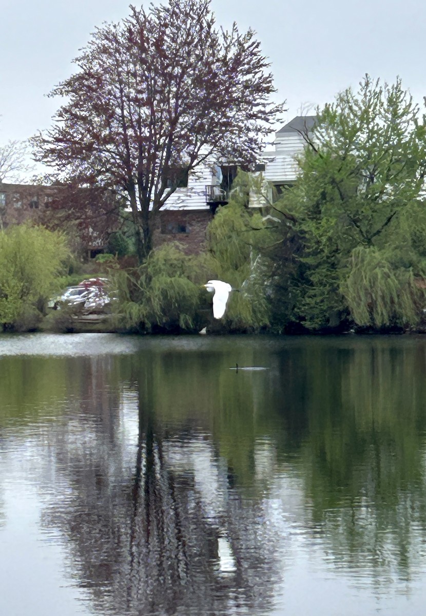 大白鷺 - ML635170363