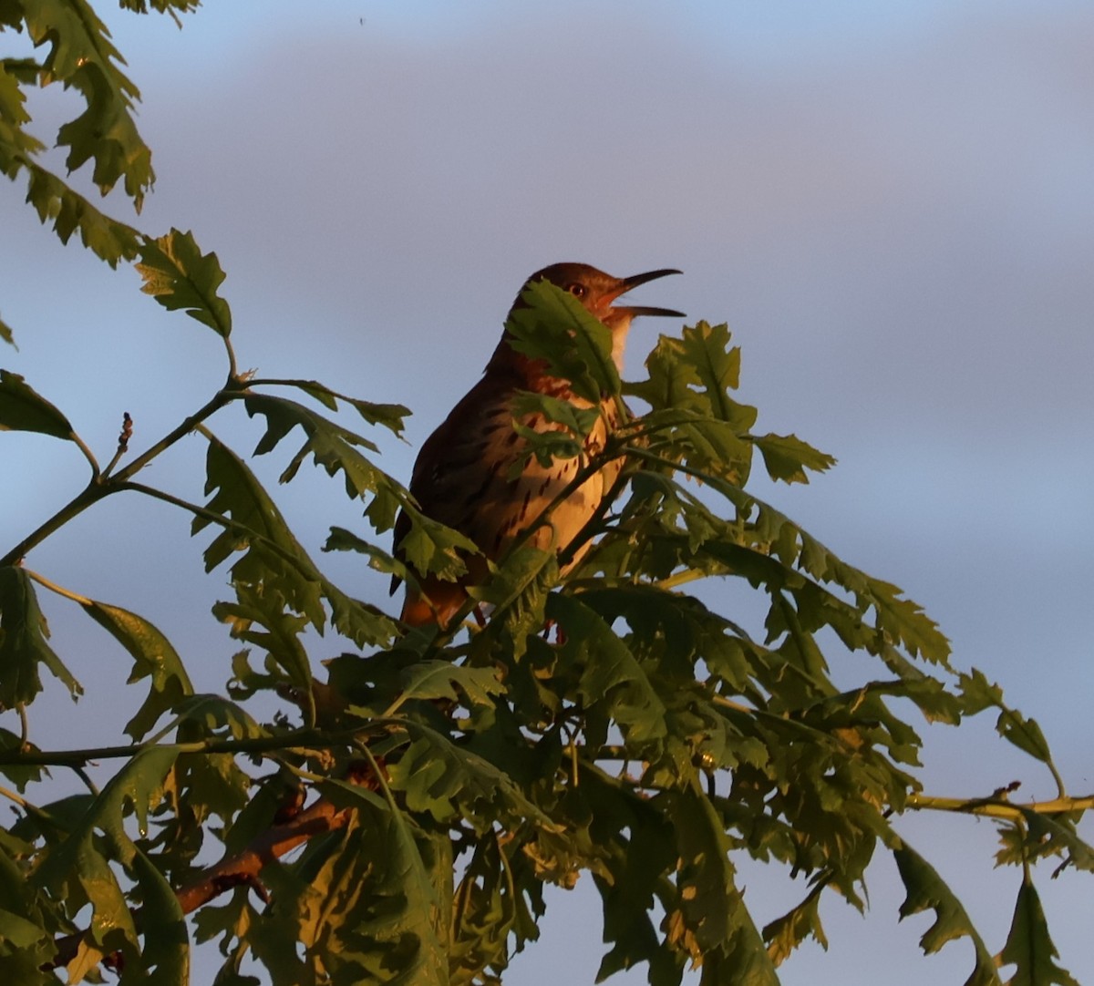 Brown Thrasher - ML635170381