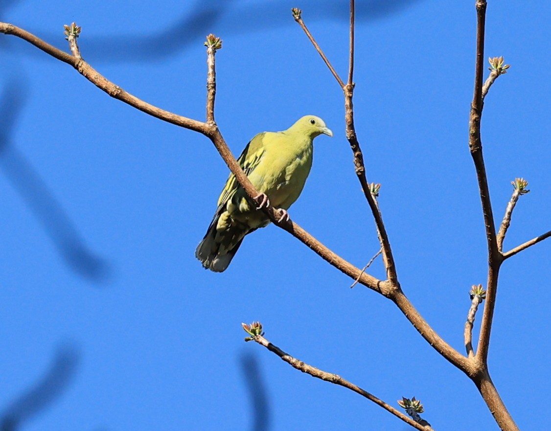 Andaman Green-Pigeon - ML635170411