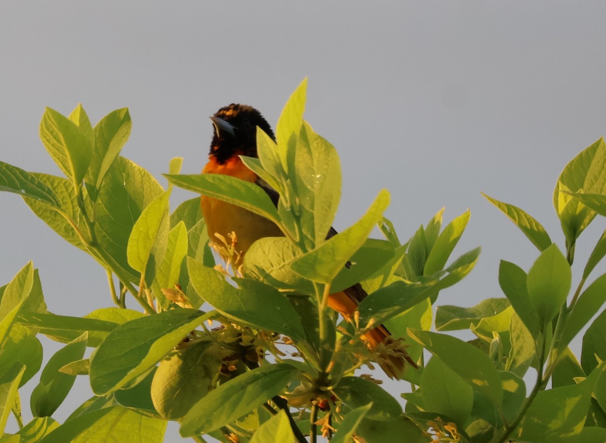 Baltimore Oriole - ML635170418