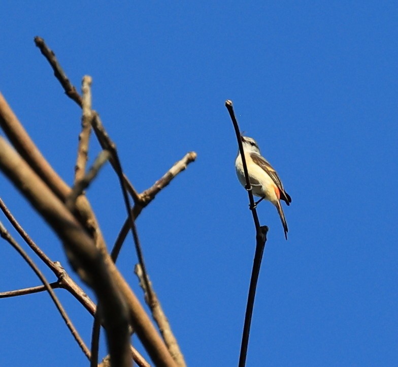 Small Minivet - ML635170425