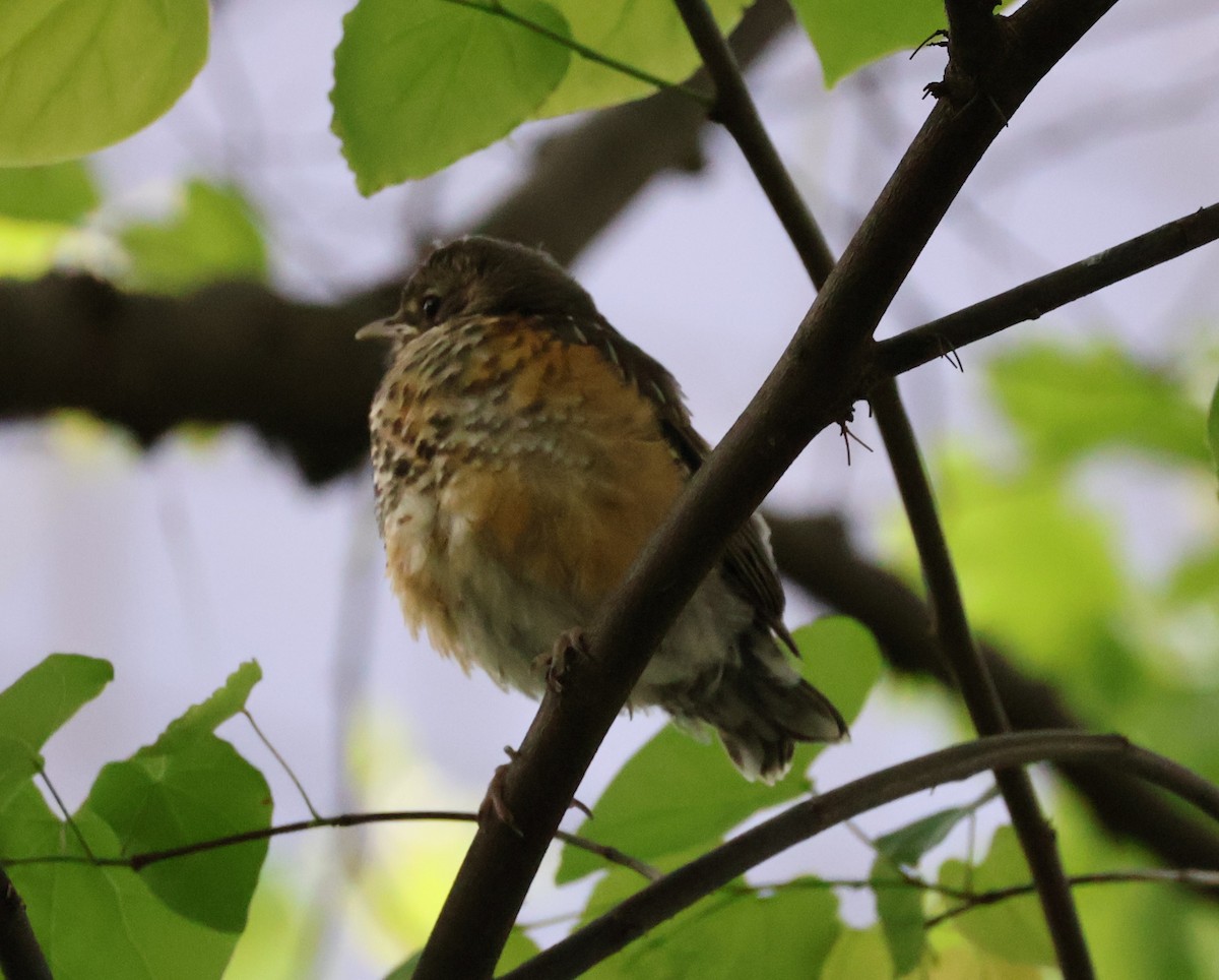 American Robin - ML635170473
