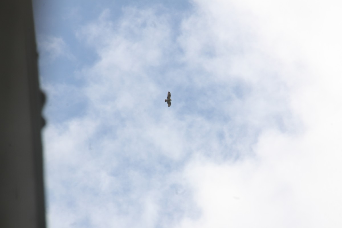 Buteo sp. - ML635170496